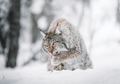 棕色和黑色的猫在雪地上